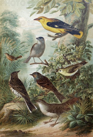 Plate of Central European songbirds, oriole, reed warbler, tree pipit, nightingale, historical book illustration, colour lithograph