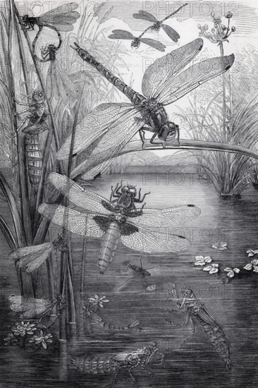 Plate with dragonfly species, meadow dragonfly (Libellula pratensis), flat-bellied dragonfly (Libellula depressa), slender damselfly (Agrion puella), historical book illustration, wood engraving