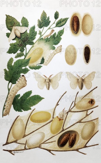 Plate silk moth or mulberry moth (Bombyx mori), male, female, caterpillar, cocoon, pupa, historical book illustration, colour lithograph, Brockhaus Konversations-Lexikon