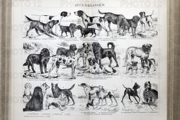 Double page with dog breeds, Great Dane, Newfoundland, St Bernard, Setter, Pinscher, historical book illustration, wood engraving