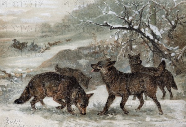 Wolf (Canis lupus), pack of wolves in the snow, historical book illustration, colour lithograph