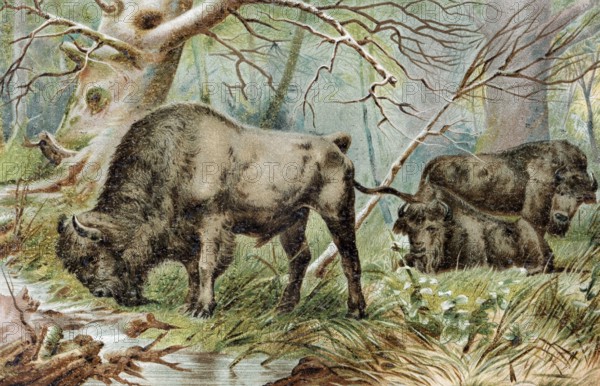 Plate bison, European bison (Bison bonasus), historical book illustration, colour lithograph
