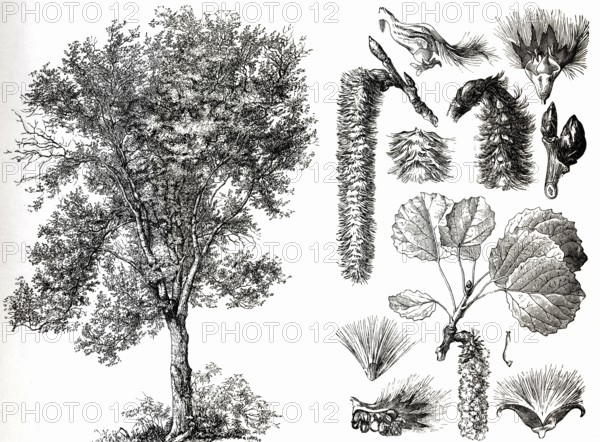 Aspen or trembling aspen (Populus tremula), tree capsules, illustration, steel engraving, Germany