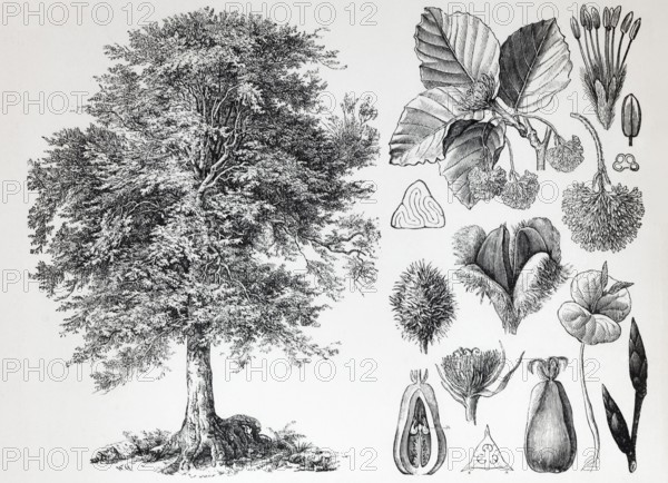 European beech (Fagus siilvatica), tree and beechnuts, historical book illustration, wood engraving