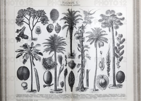 Plate of palm trees (monocotyledons, spadiciflores), historical book illustration, wood engraving