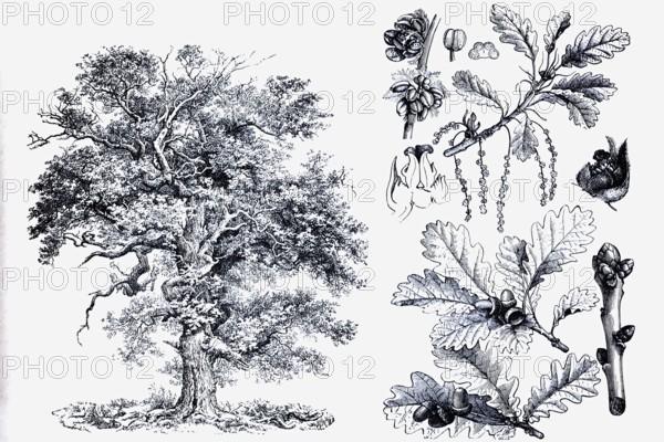 English oak (Quercus pedunculata), tree and fruit, historical book illustration, wood engraving