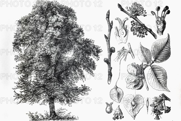 Mountain elm (Ulmus montana), tree, leaves, buds, historical book illustration, wood engraving