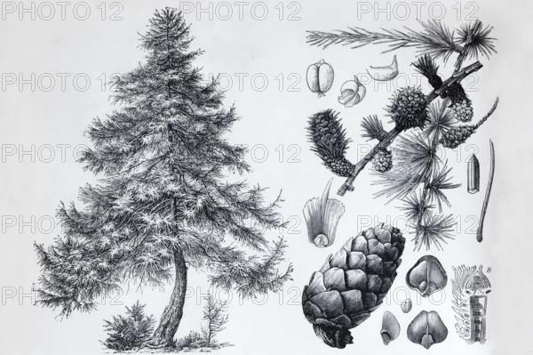 Larch (Larix europea), tree and cones, historical book illustration, wood engraving