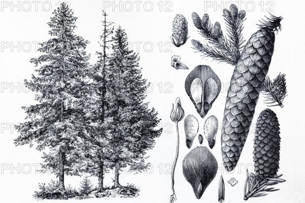Spruce (Picea vulgaris), tree and cones, historical book illustration, wood engraving