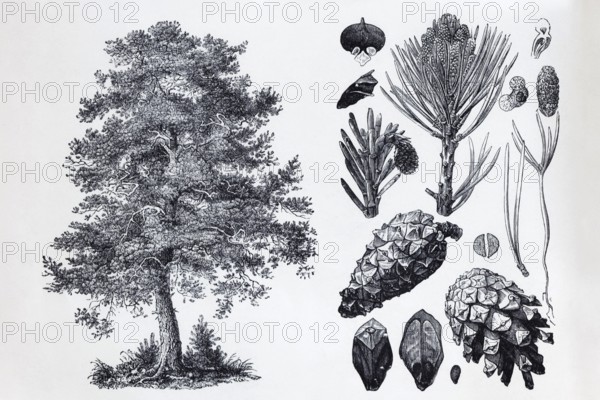 Pine (Pinus silvestris), tree, needles, cones, historical book illustration, wood engraving