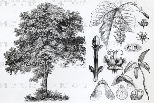 Sycamore maple (Acer pseudoplatanus), tree, leaves, buds, historical book illustration, wood engraving