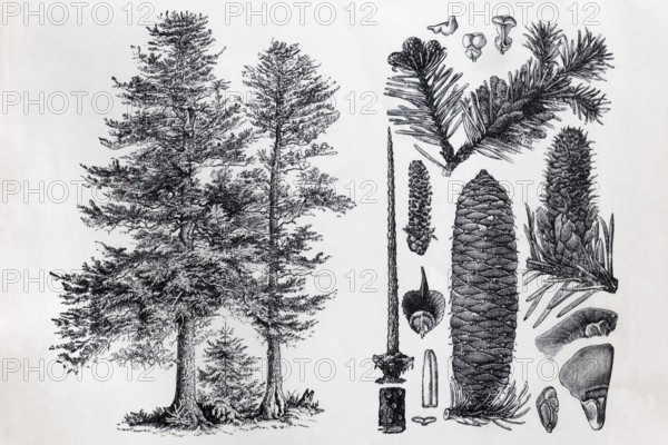Noble fir (Abies nobilis), tree and cones, historical book illustration, wood engraving
