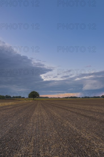 View along a freshly harrowed field to a single tree in the evening light, Husum, Nienburg, Lower Saxony, Germany