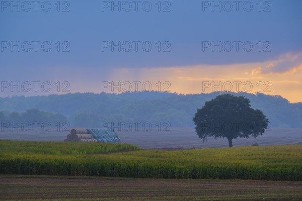 View across fields to a tree and covered round bales in the evening light, Husum, Nienburg, Lower Saxony, Germany