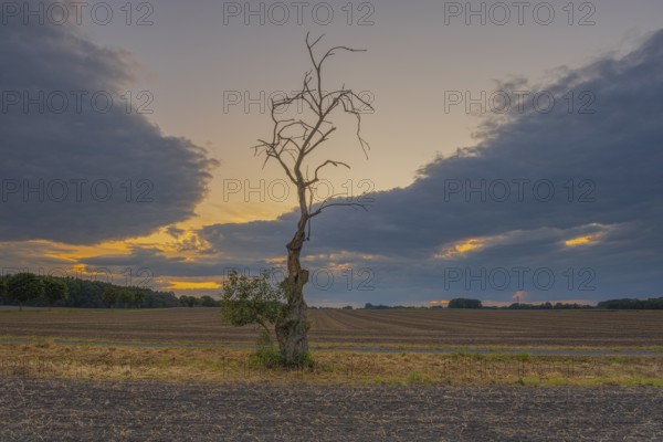 Photograph of a withered tree standing at the edge of a field in the evening light, Husum, Nienburg, Lower Saxony, Germany