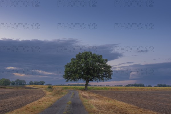 View along a country lane to a tree standing at the edge of a field in the evening light, Husum, Nienburg, Lower Saxony, Germany