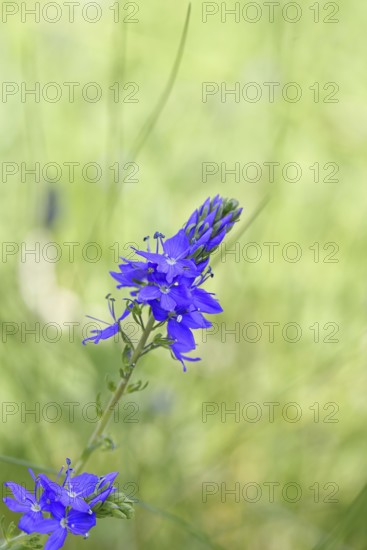 Veronica teucrium (Veronica teucrium) blue flower at the edge of a field hedge, Lahnstein, Rhineland-Palatinate, Germany