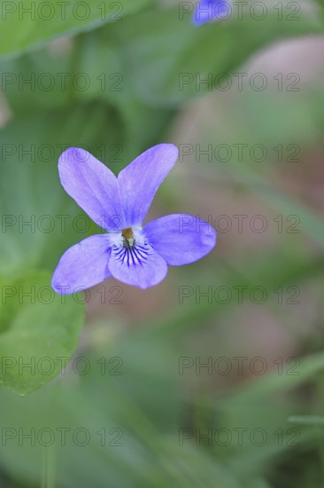 Wood violet (Viola reichenbachiana) between leaves on the forest floor, spring bloomer, spring, close-up, Wilnsdorf, North Rhine-Westphalia, Germany