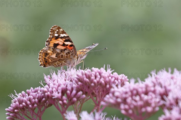 Thistle butterfly (Vanessa cardui), on Hemp agrimony (Asteraceae), Wilnsdorf, North Rhine-Westphalia, Germany