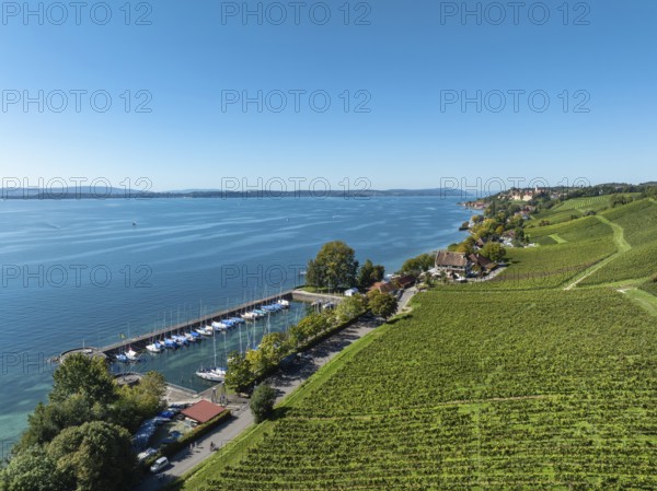 Aerial view, vineyard, vineyard slope at the historic Haltnau winery near Meersburg, on the left the marina, Lake Constance, Lake Constance district, Baden-Württemberg, Germany