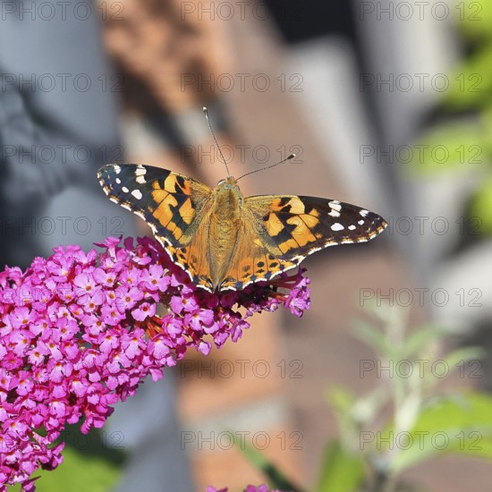 Thistle butterfly (Vanessa cardui) on a Buddleja davidii flower, Wilnsdorf, North Rhine-Westphalia, Germany