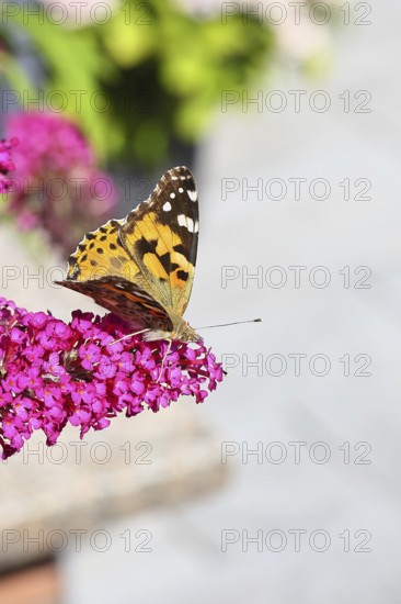 Thistle butterfly (Vanessa cardui) on a Buddleja davidii flower, Wilnsdorf, North Rhine-Westphalia, Germany