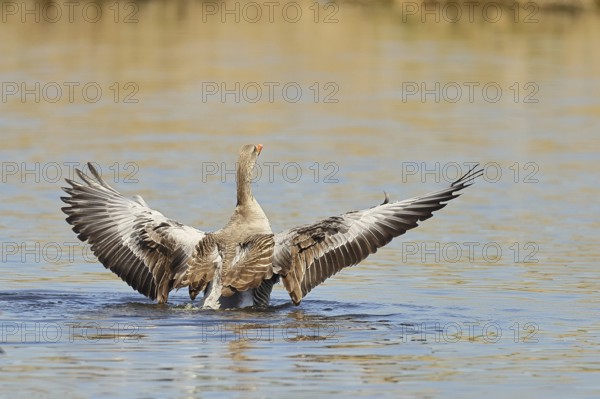 Greylag goose (Anser anser), flapping its wings on a pond, Wagbachniederung nature reserve, Waghäusel, Baden-Württemberg, Germany