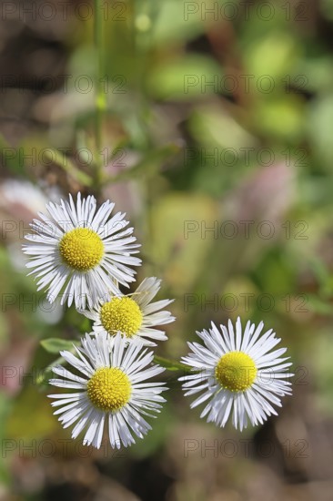 Annual ragweed (Erigeron annuus), by the wayside in a field, Wilnsdorf, North Rhine-Westphalia, Germany