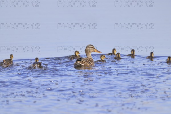 Mallard (Anas platyrhynchos), female with young, swimming hastily away, Wagbachniederung nature reserve, Waghäusel, Baden-Württemberg, Germany