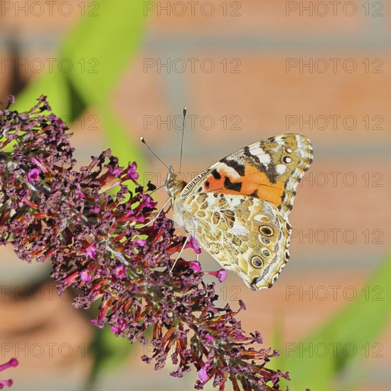 Thistle butterfly (Vanessa cardui) on a Buddleja davidii flower, wings closed, underside of wings, Wilnsdorf, North Rhine-Westphalia, Germany