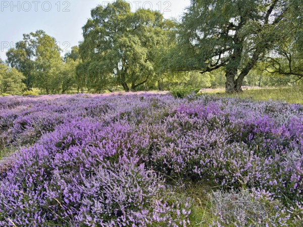 Blooming heath landscape with purple flowers and tall trees in the sunlight, Aviemore, Highlands, Scotland, Great Britain