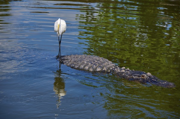 Great Egret (Egretta alba), on an American Alligator (Alligator mississippiensis), in calm water with green reflection of the surroundings, Orlando, Florida, USA