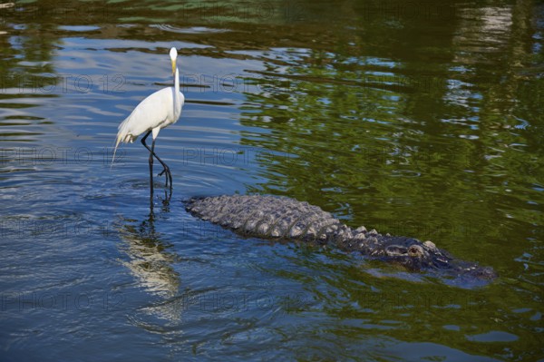 Great Egret (Egretta alba), standing next to a large American Alligator (Alligator mississippiensis), in moving and reflecting water, Orlando, Florida, USA