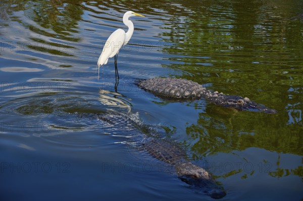 Great Egret (Egretta alba), standing next to swimming American Alligator (Alligator mississippiensis), in moving and reflecting water, Orlando, Florida, USA