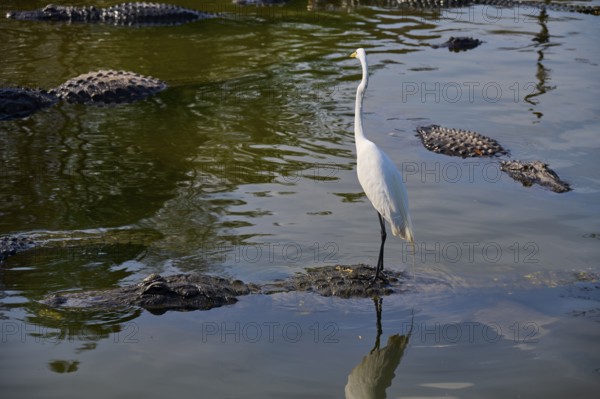 Great Egret (Egretta alba), standing on a rock in a calm water surrounded by American Alligators (Alligator mississippiensis), Orlando, Florida, USA