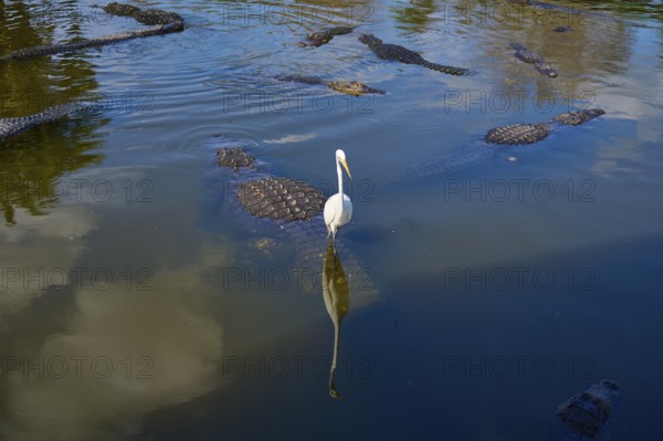 Several American Alligator (Alligator mississippiensis), and a single Great Egret (Egretta alba), in a pool of water reflecting the sky, Orlando, Florida, USA