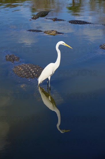 Great Egret (Egretta alba), standing next to an American Alligator (Alligator mississippiensis), in calm, blue reflecting water, Orlando, Florida, USA