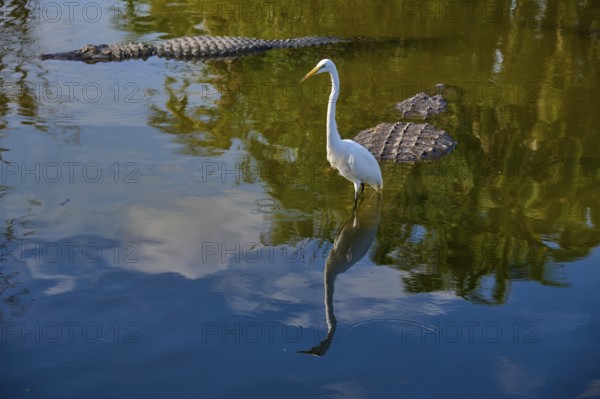 A quiet moment with a Great Egret (Egretta alba), and American Alligator (Alligator mississippiensis), in the green reflecting water, Orlando, Florida, USA