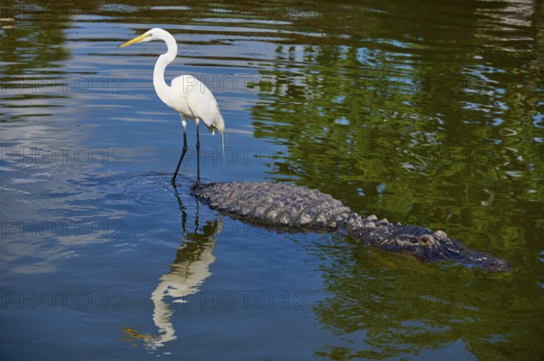 Great Egret (Egretta alba), standing next to an American Alligator (Alligator mississippiensis), in the water, their reflections visible on the surface, Orlando, Florida, USA