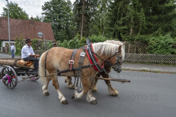 Two Haflinger horses pull the church tree to the fairground, Eckenhaid, Middle Franconia, Bavaria, Germany
