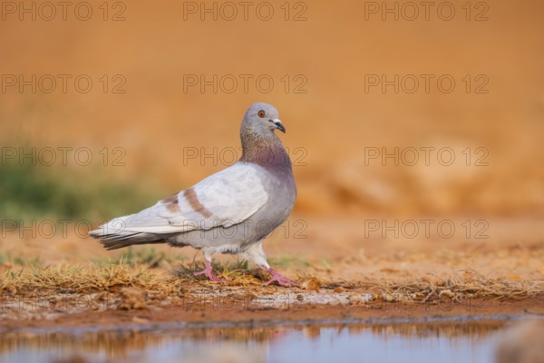 Rock dove (Columba livia) on a farmers field at a water pool, Belchite, Aragon, Saragossa, Spain