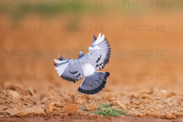Rock dove (Columba livia) flying on a farmers field, Belchite, Aragon, Saragossa, Spain