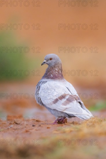 Rock dove (Columba livia) on a farmers field, Belchite, Aragon, Saragossa, Spain