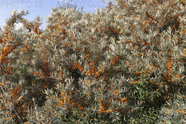 Orange fruit berries of common sea buckthorn plant, Hippophae, Bawdsey, Suffolk, England, UK