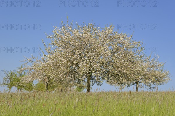 Orchard meadow, cultivated apple (Malus domestica) in bloom, blue sky, North Rhine-Westphalia, Germany