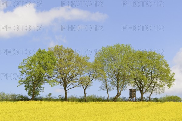 Deciduous trees, row of trees at a flowering rape field (Brassica napus), blue cloudy sky, North Rhine-Westphalia, Germany