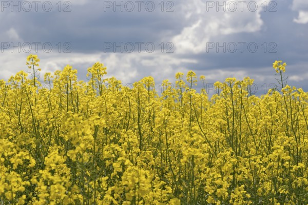 Rapeseed (Brassica napus), flowering rapeseed field, cloudy sky, North Rhine-Westphalia, Germany
