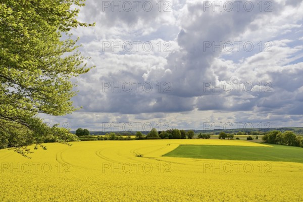 View over a field landscape, blooming rape fields (Brassica napus), cloudy sky, North Rhine-Westphalia, Germany