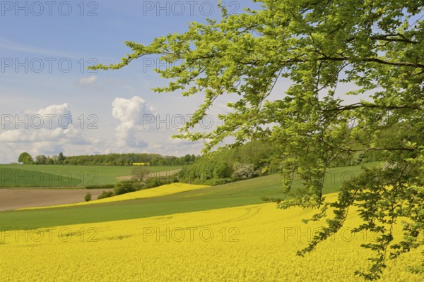 View over a field landscape, blooming rape fields (Brassica napus), blue cloudy sky, North Rhine-Westphalia, Germany