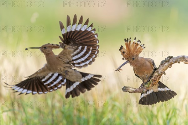 Hoopoe (Upupa epops) Bird of the Year 2022, male with food for his female, bridal gift, pair formation, courtship, foraging, erected bonnet, pair, breeding den, sunrise, interaction, flying, begging for food, climate change, Middle Elbe Biosphere Reserve, Saxony-Anhalt, Germany
